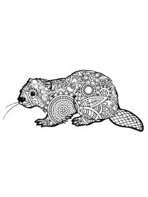 Beaver coloring pages for Adults - Free printable