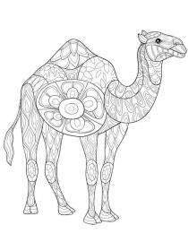 Camel with one hump