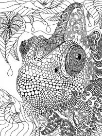 Chameleon coloring pages for Adults - Free printable