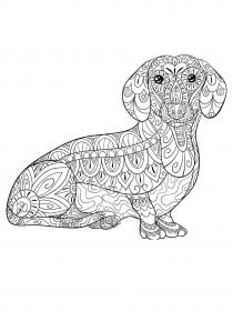 Dachshund coloring pages for Adults - Free printable