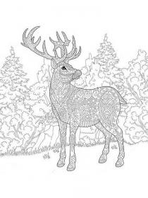 Deer coloring pages for Adults - Free printable