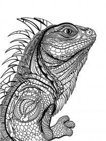 Iguana coloring pages for Adults - Free printable