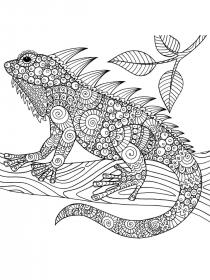 Iguana coloring pages for Adults - Free printable