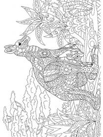Kangaroos coloring pages for Adults - Free printable
