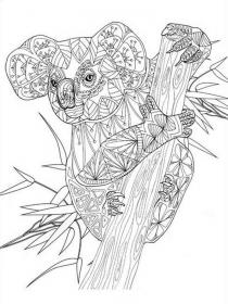 Koala coloring pages for Adults - Free printable