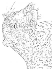 Leopard coloring pages for Adults - Free printable