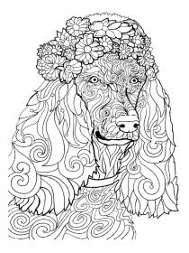 Poodle coloring pages for Adults - Free printable