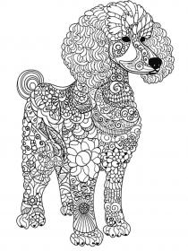 Poodle coloring pages for Adults - Free printable