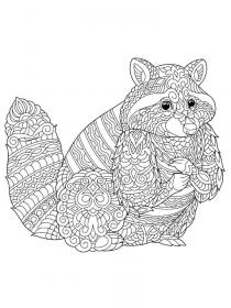Raccoon coloring pages for Adults - Free printable