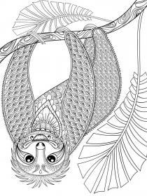 Sloth coloring pages for Adults - Free printable