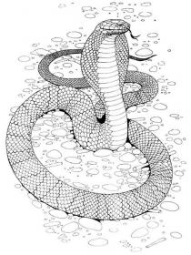 Snakes coloring pages for Adults - Free printable