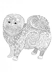 Spitz coloring pages for Adults - Free printable