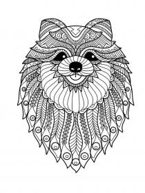 Spitz coloring pages for Adults - Free printable