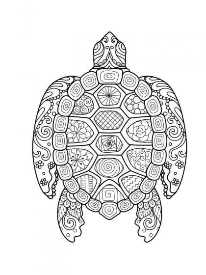 Turtle coloring pages for Adults