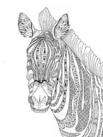 Zebra coloring pages for Adults - Free printable