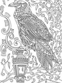 Crow coloring pages for Adults - Free printable