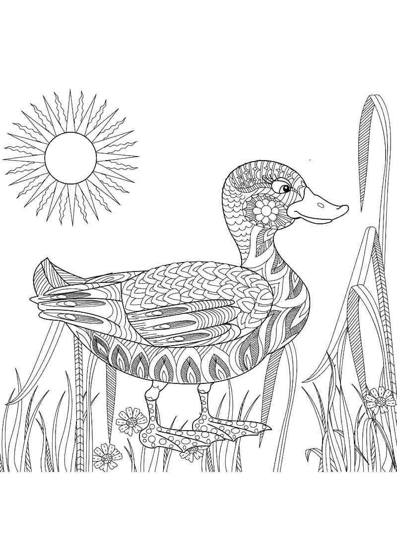 Duck coloring pages for Adults | Free Download and Print