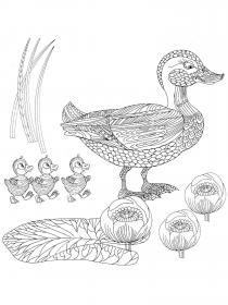 Duck coloring pages for Adults - Free printable