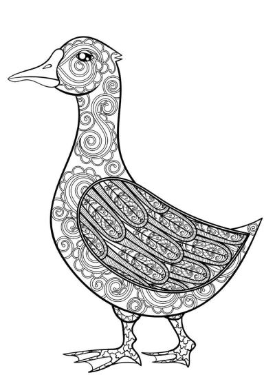 Duck coloring pages for Adults