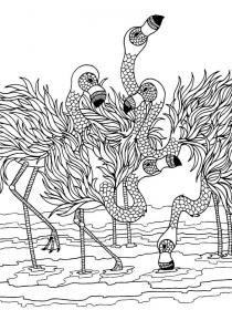 Flamingo coloring pages for Adults - Free printable