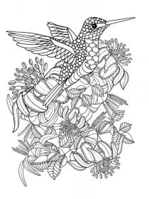 Hummingbird coloring pages for Adults - Free printable