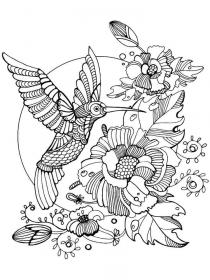 Hummingbird coloring pages for Adults - Free printable