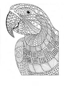 Parrot coloring pages for Adults - Free printable