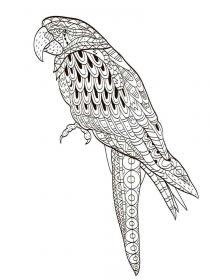 Parrot coloring pages for Adults - Free printable