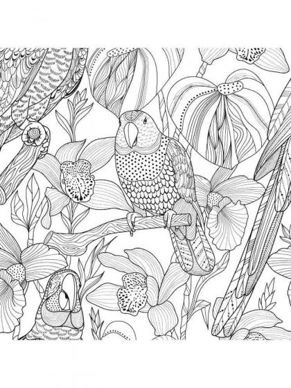 Parrot coloring pages for Adults