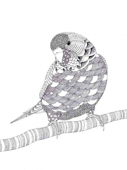 Parrot coloring pages for Adults