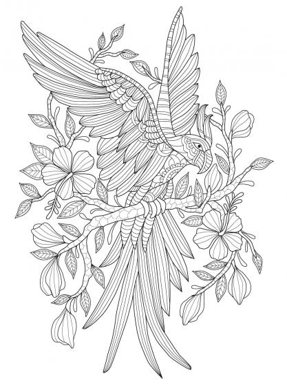 Parrot coloring pages for Adults