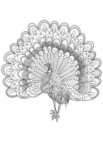 Peacock coloring pages for Adults - Free printable