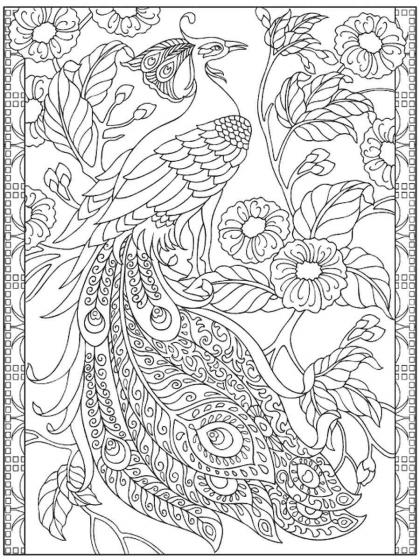 Peacock coloring pages for Adults