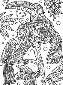 Toucan coloring pages for Adults - Free printable