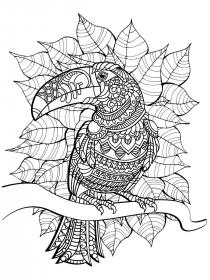 Toucan coloring pages for Adults - Free printable