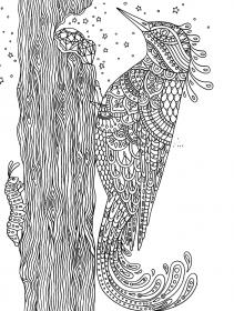 Woodpecker coloring pages for Adults - Free printable