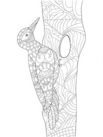 Woodpecker coloring pages for Adults - Free printable