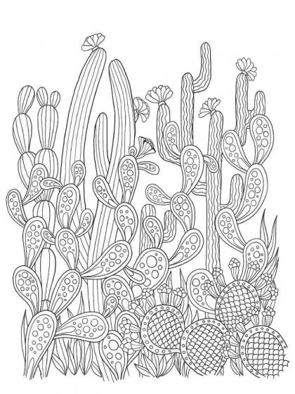 Cactus coloring pages for Adults | Free Download and Print