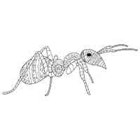 Ant coloring pages for Adults
