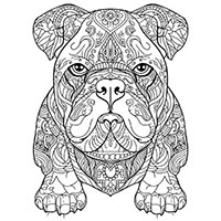 Bulldog coloring pages for Adults