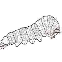 Caterpillar coloring pages for Adults