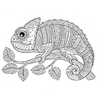 Chameleon coloring pages for Adults