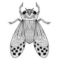 Fly coloring pages for Adults