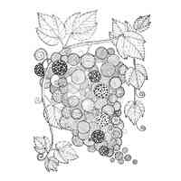 Grapes coloring pages for Adults