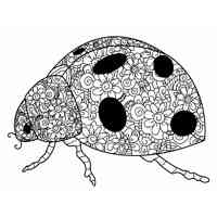 Ladybug coloring pages for Adults