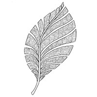 Leaves coloring pages for Adults
