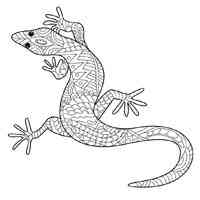 Lizard coloring pages for Adults