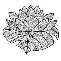 Lotus coloring pages for Adults