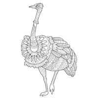 Ostrich coloring pages for Adults