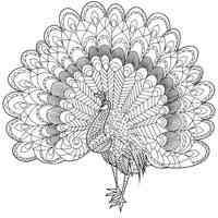 Peacock coloring pages for Adults